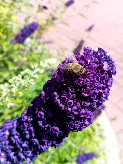 Wojsławickie Klimaty - galeria zdjęć